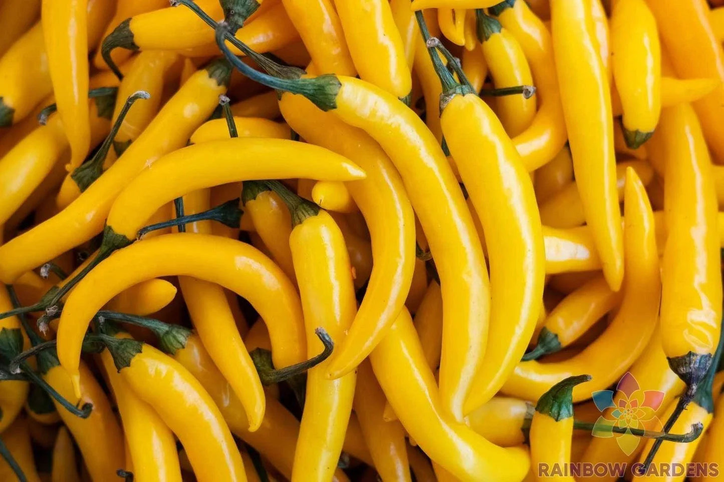 Aji Amarillo Hot Pepper Seeds - 25+ Capsicum baccatum, Spicy Yellow-Orange Peppers for Garden, Salsas & Sauces