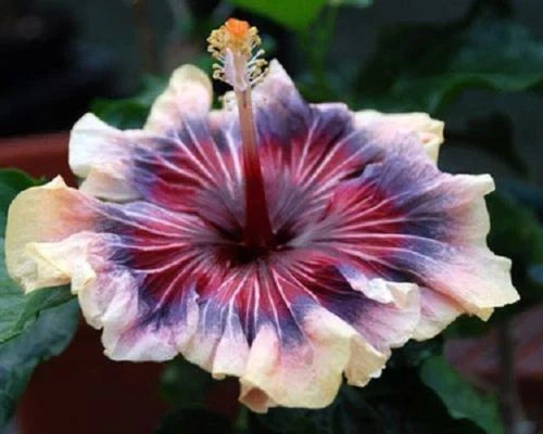 Hibiscus Seeds - 20 Cream Pink Purple Perennial Flowers - Hibiscus rosa-sinensis for Garden, Landscaping & Pollinator Attracting