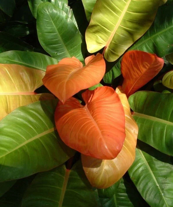 Philodendron Prince of Orange Live Plant 3-Inch Pot Tropical Indoor Outdoor Foliage, Orange and Green Leaves