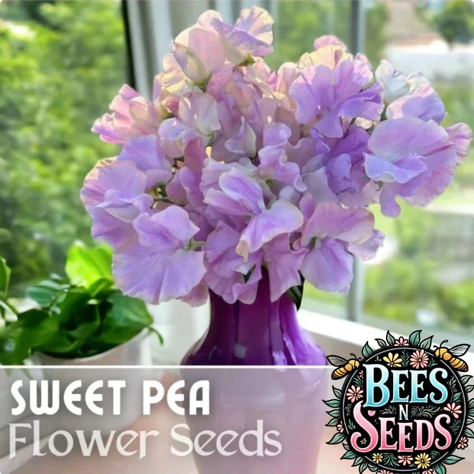 Sweet Pea Seeds - 35+ Non-GMO Annual Flower Seeds for Climbing Vines, Fragrant Blooms, Garden Borders, Lathyrus odoratus