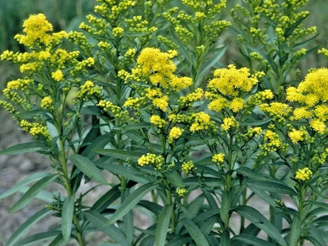 Stiff Goldenrod Seeds - Native Wildflower for Drought Tolerance & Autumn Blooms - Solidago rigida, 101+ Seeds