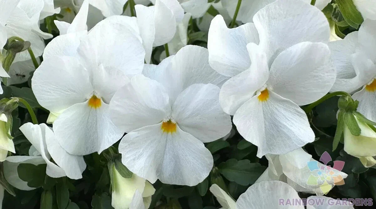 200+ White Pansy Seeds Delta Pro Viola tricolor Garden Flower Seed Packet for Borders & Containers