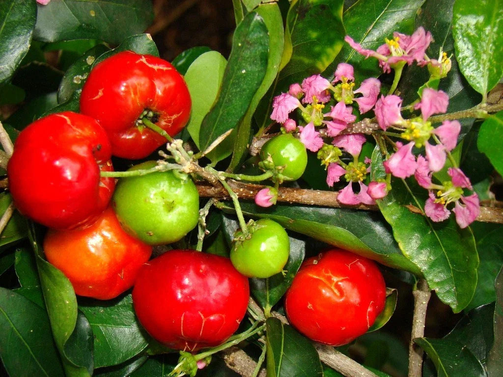 Barbados Cherry Seeds - Malpighia Emarginata - Tropical Fruit Bearing Shrub - 10 Seeds for Home Garden & Container Planting