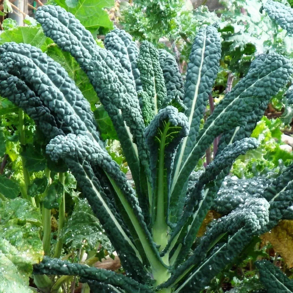 Lacinato Kale Seeds Pack of 100 – Italian Tuscan Brassica oleracea, Organic, Non-GMO, Full Sun, Easy to Grow, USA Garden