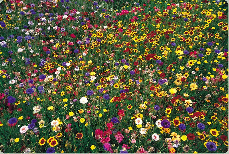 Wildflower Seed Mix 1 lb Bulk - Eco-Friendly Native Wildflowers for Garden, Attract Pollinators, Covers 4000 sq ft