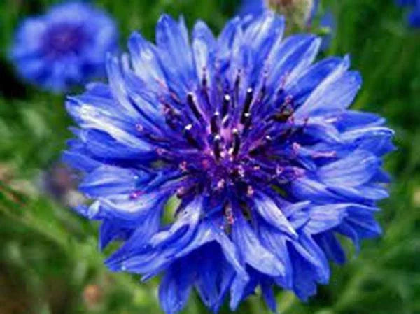 Dwarf Blue Bachelor Button Seeds - Over 100 Blue Flowers for Borders & Containers - Centaurea cyanus Annual Flower Seed Pack