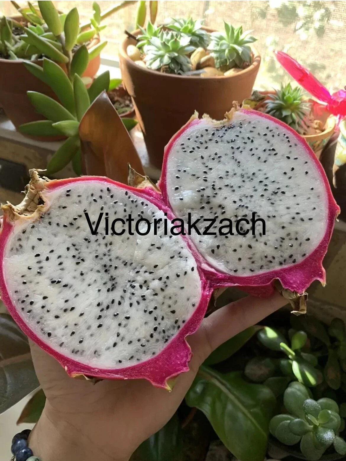 White Dragon Fruit Seeds - Hylocereus Undatus - Edible Pitaya Cactus for Indoor & Outdoor Gardening - Pack of 10