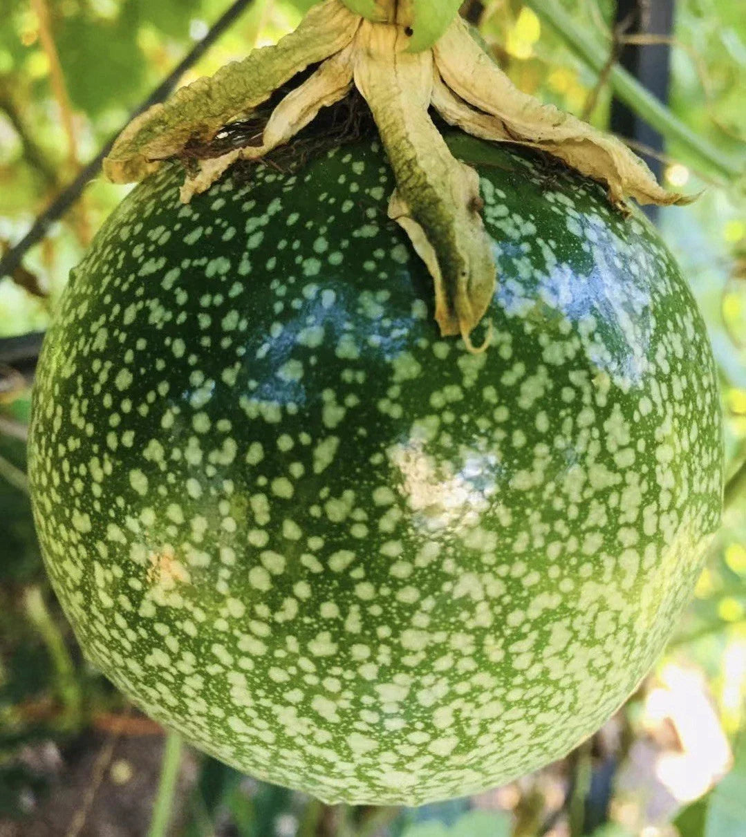 Purple Passion Fruit Plant 16" Tall in 4" Pot, Edible Fruit Vine, Passiflora edulis 'Possum' for Garden or Patio