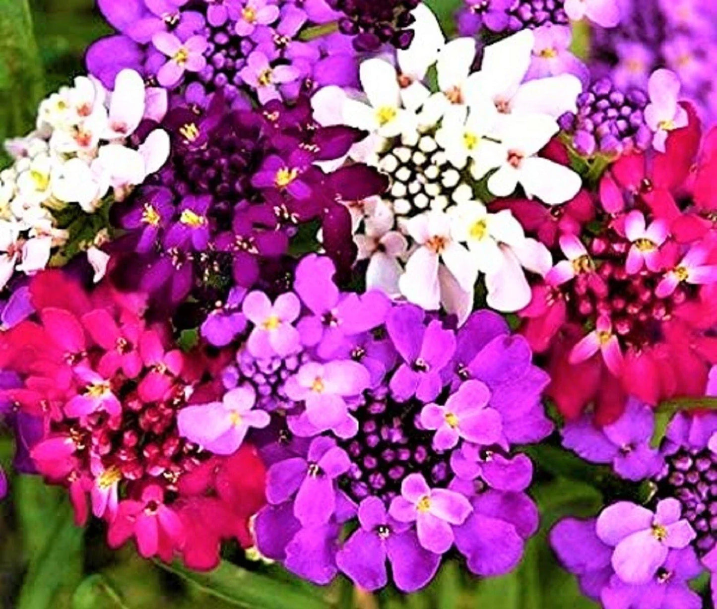 Candytuft Seeds Pack – 100+ Non-GMO Iberis umbellata Flowering Annuals for Garden, Borders, Containers