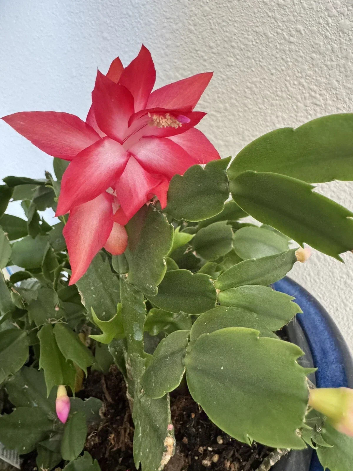 Christmas Cactus Cuttings 4-5" Red Coral Schlumbergera Indoor Plant Propagation