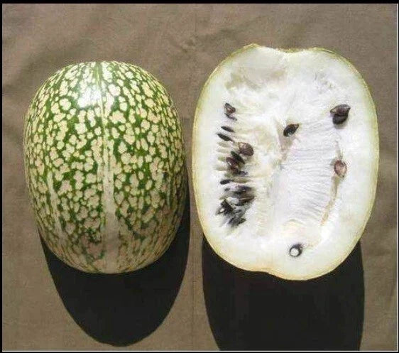 Shark Fin Melon Seeds - Heirloom Chilacayote Sechium edule - Rare Fig Leaved Malabar Gourd, Green, Vining, 5 Seeds