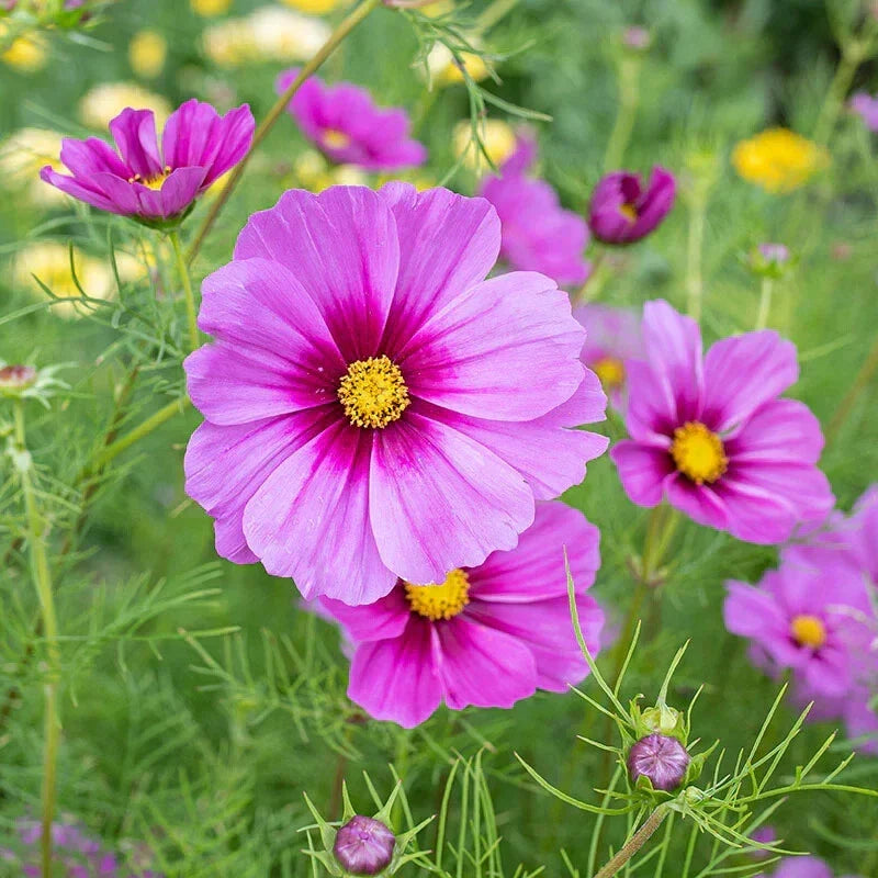 Cosmos Seeds - 200+ Radiance Variety - Vibrant Pink, Orange & White Blooms - Cosmos bipinnatus - Garden, Border, Container