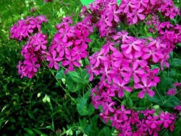 Catchfly Flower Seeds - 100 Fresh Seeds, Silene Armeria, Colorful Blooms, Easy to Grow, Attracts Pollinators, Free Shipping