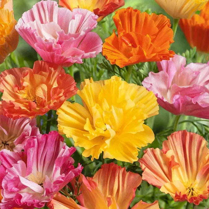 California Ballerina Mix Poppy Seeds – 200+ Non-GMO Eschscholzia californica for Garden, Wildflower, Border, Cut Flowers, USA Grown