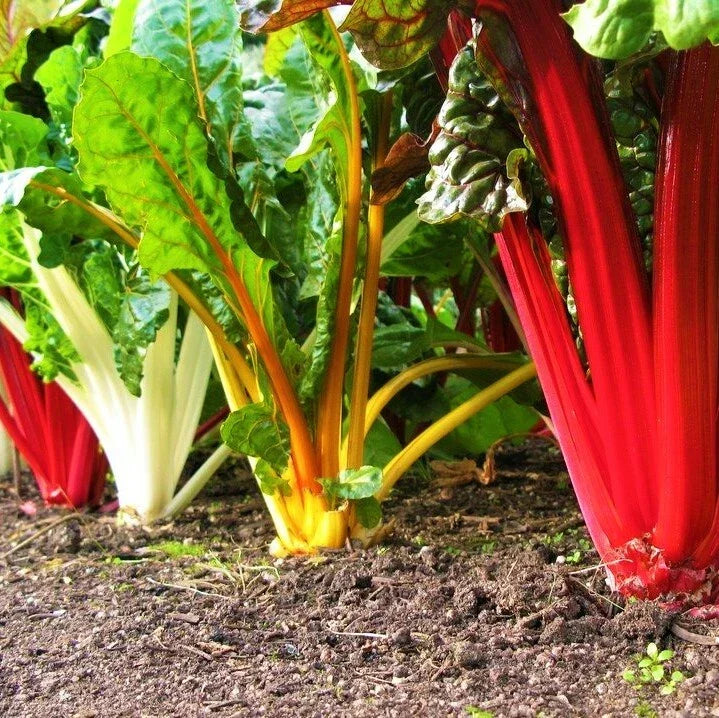 Rainbow Swiss Chard Seeds, Non-GMO, Colorful Stems, Beta vulgaris, Pack of 100