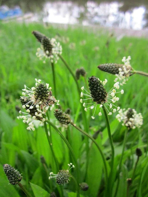 Plantago Lanceolata Seeds – 500+ Narrow Leaf Plantain Seeds for Gardening, Medicinal Use, Natural Landscaping