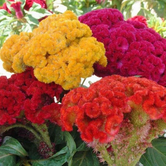 Celosia Seeds Mix | Non-GMO Flower Seeds | Cristata Variety | Garden Planting Seeds for Bright Color