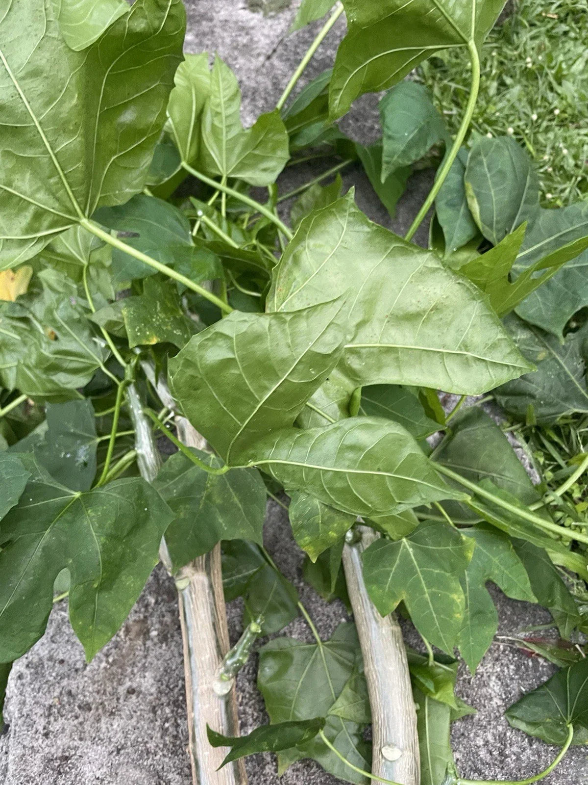 Chaya Tree Spinach Cuttings – 5 Hawaii Varieties – Cnidoscolus – Nutritious Superfood for Home Gardens and Small Farms