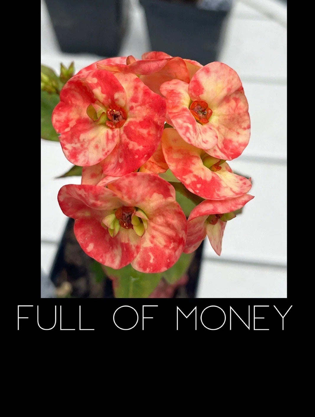 Crown of Thorns Plant - Rooted Euphorbia Milii - Full of Money Variety - Colorful Indoor Succulent