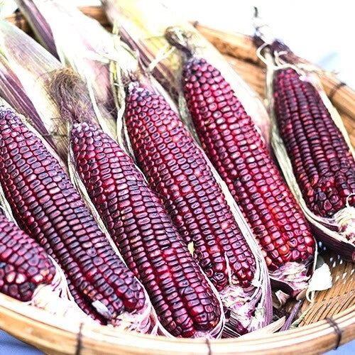 Bloody Butcher Corn Seeds | Heirloom Non-GMO Zea mays | Red Kernel Corn for Gardening, Canning & Decoration