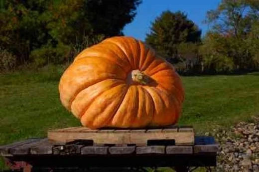 Dill's Atlantic Giant Pumpkin Seeds - Bulk 35 Seeds - World Record Cucurbita maxima for Massive Pumpkins and High Yield