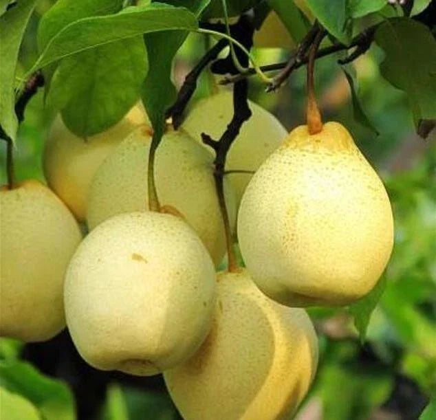 Crystal Pear Fruit Tree Seeds – Pyrus communis – Edible, Sweet, Juicy Pears for Home Garden & Orchard