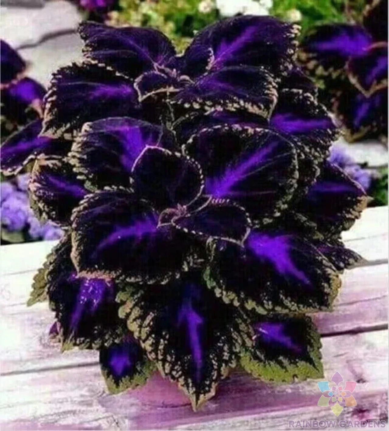 Black Purple Coleus Seeds – 25+ Non-GMO Solenostemon scutellarioides for Garden, Container, Border Planting