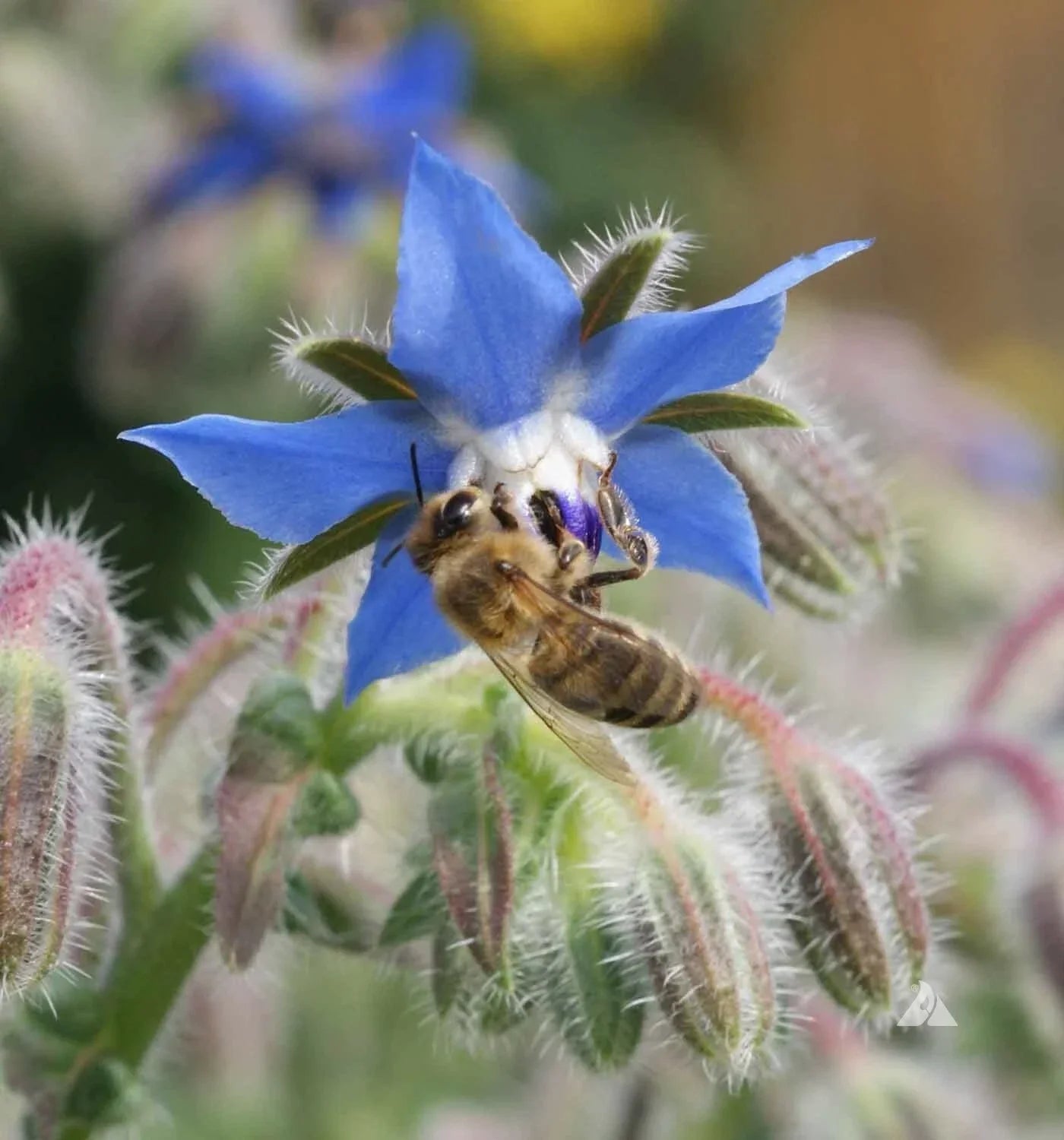 Borage Seeds - 100 Non-GMO Blue Edible Herb Candied Flowers for Organic Gardening & Companion Planting - Borago officinalis