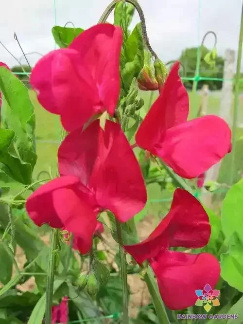 50+ Zorija Rose Sweet Pea Seeds, Pink & Rose Flowers, Lathyrus odoratus, Climbing Vine, Non-GMO, Easy to Grow, Garden Planting Pack