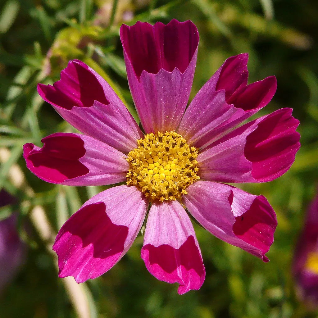 Cosmos Seeds - 150 Seeds - Sea Shells Variety - Cosmos bipinnatus - Annual Flower for Garden, Borders, Containers