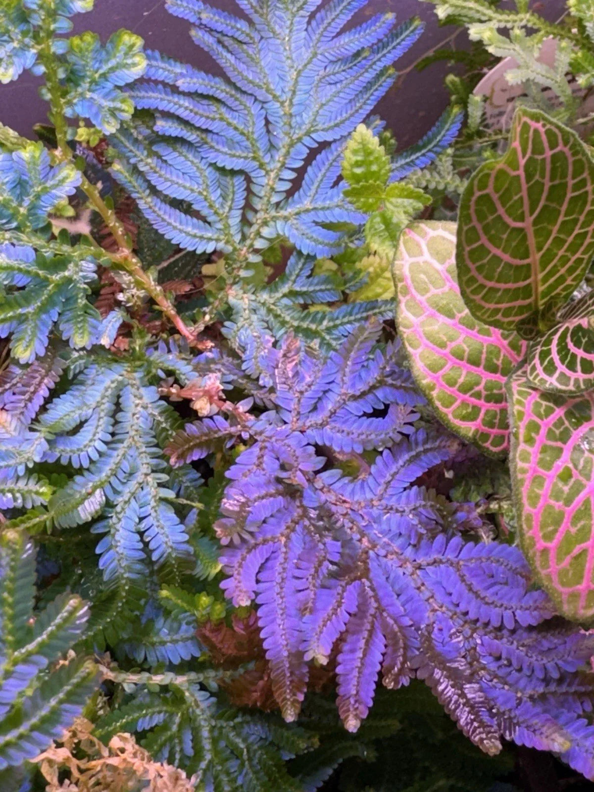 Peacock Moss Cutting Selaginella Wildenowii Blue Spikemoss Fern for Terrariums Live Plant Indoor Garden