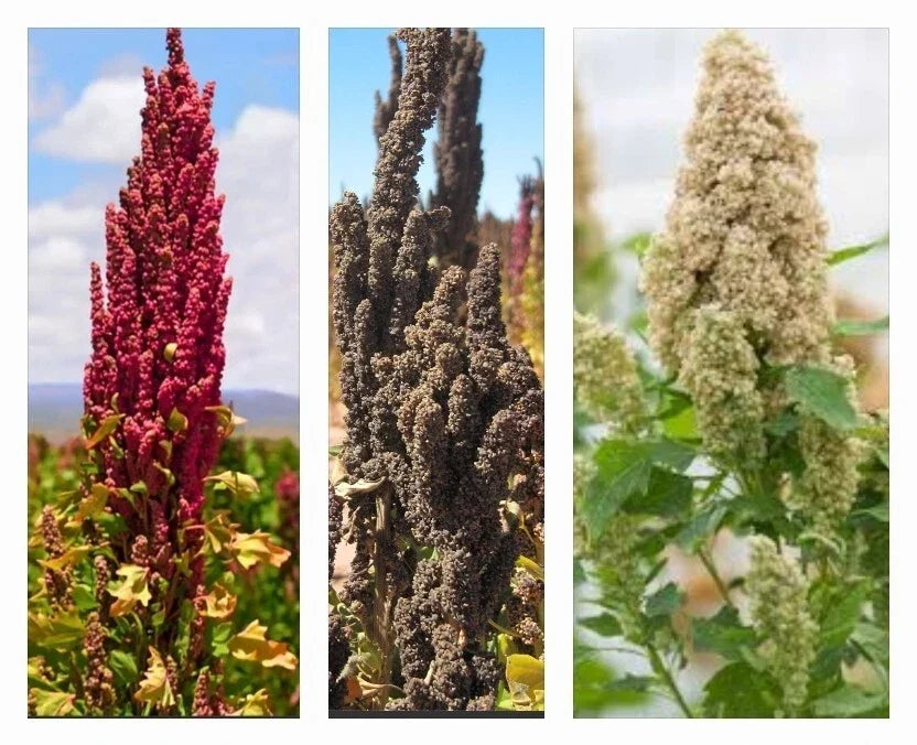Organic Rainbow Quinoa Seeds - 300+ Non-GMO Chenopodium quinoa Mix for Home Gardening, Nutritious, Colorful, Easy to Grow
