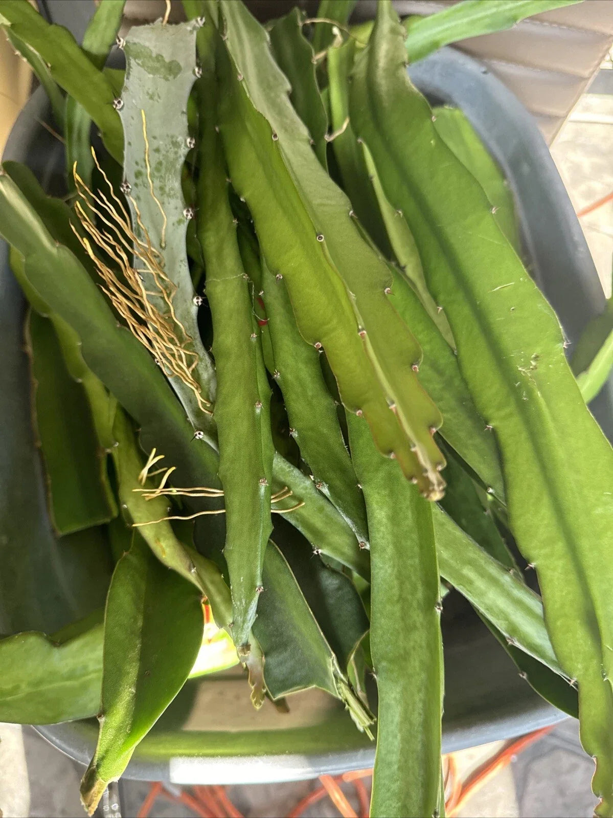 Dragon Fruit Cuttings 8-14 Inches - Hylocereus undatus - Fresh Plant Propagation Supplies for Home Gardening