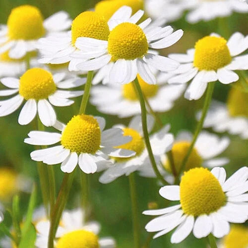 Roman Chamomile Seeds - Heirloom Non-GMO - Aromatic Herbal Garden Plant - Chamaemelum nobile - 2,000 Seeds
