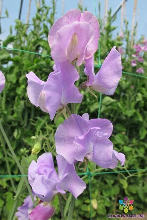 50+ Sunshine Lavender Sweet Pea Seeds for Garden Climbing Planting - Lathyrus odoratus, Non-GMO, Heirloom, Easy to Grow
