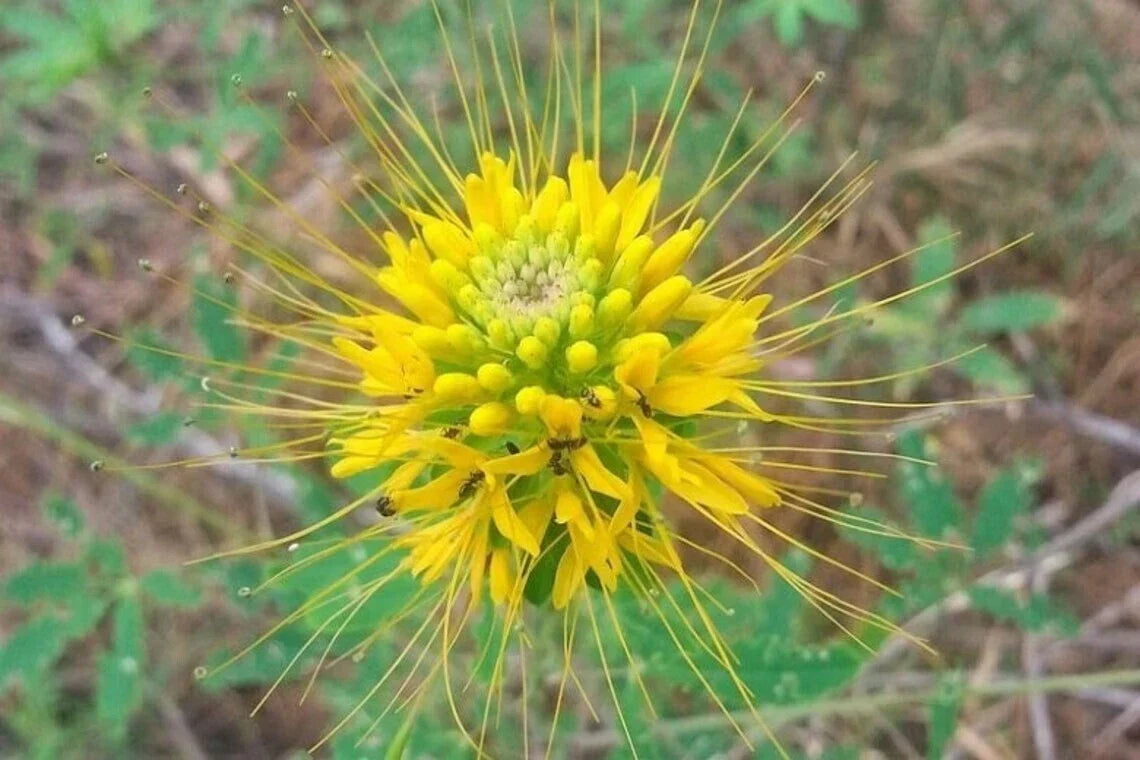 Golden Bee Spider Seeds 100 Count Clome Spinosa Perennial for Pollinator Gardens, Golden Yellow Flowers