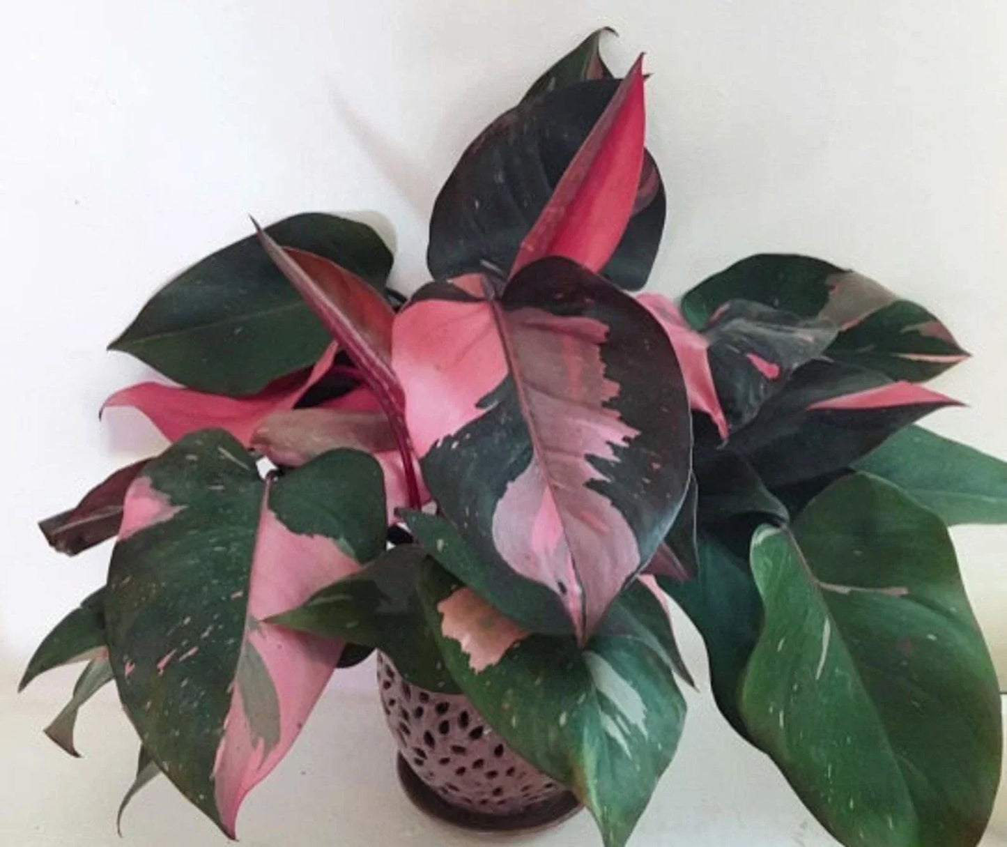 Pink Princess Philodendron Small Rooted Starter Plant, Variegated, Rare Philodendron erubescens, Indoor Houseplant, Air Purifying