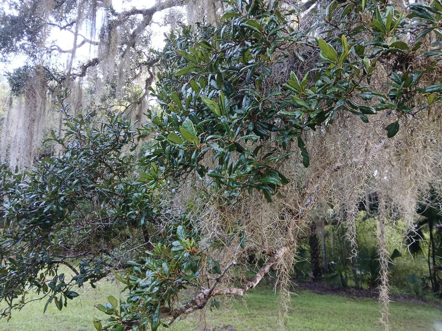Rooted Live Oak Tree 12-18 Inches | Texas Florida Quercus virginiana | Evergreen Garden Tree for Landscaping and Gifts