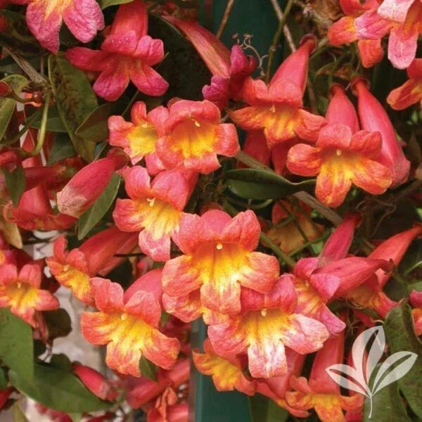 Bignonia Crossvine Rooted Starter Plant – Tangerine Orange Flowers, Butterfly Attractant, Climbing Vine, Bignonia capreolata