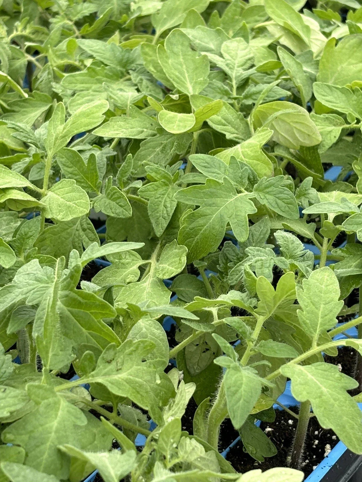 Rutgers Tomato Live Plants – Lot of 2, Heirloom Solanum lycopersicum, 6-10 Inches, High-Yield, Disease-Resistant, Fresh Garden Starter