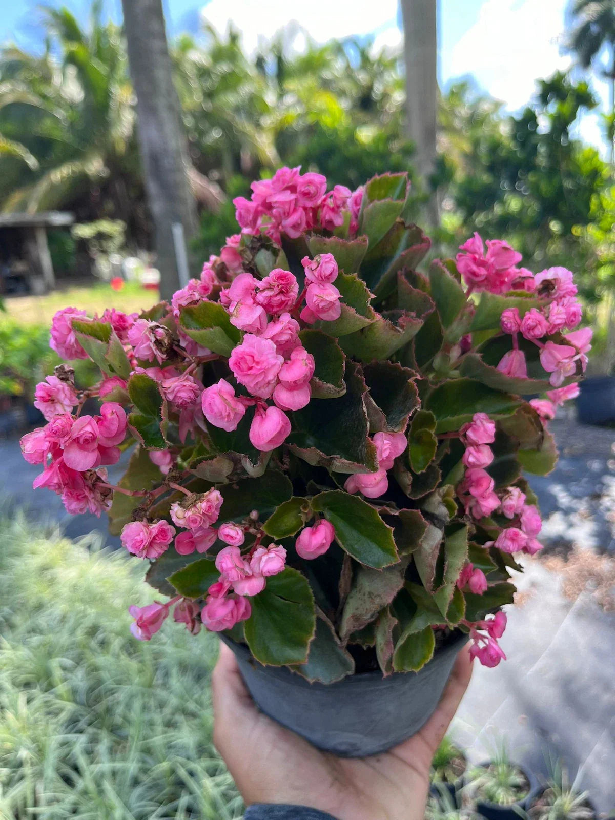 Live Pink Begonias Plant - Easy Care Indoor/Outdoor Begonia spp. with Vibrant Pink Blooms