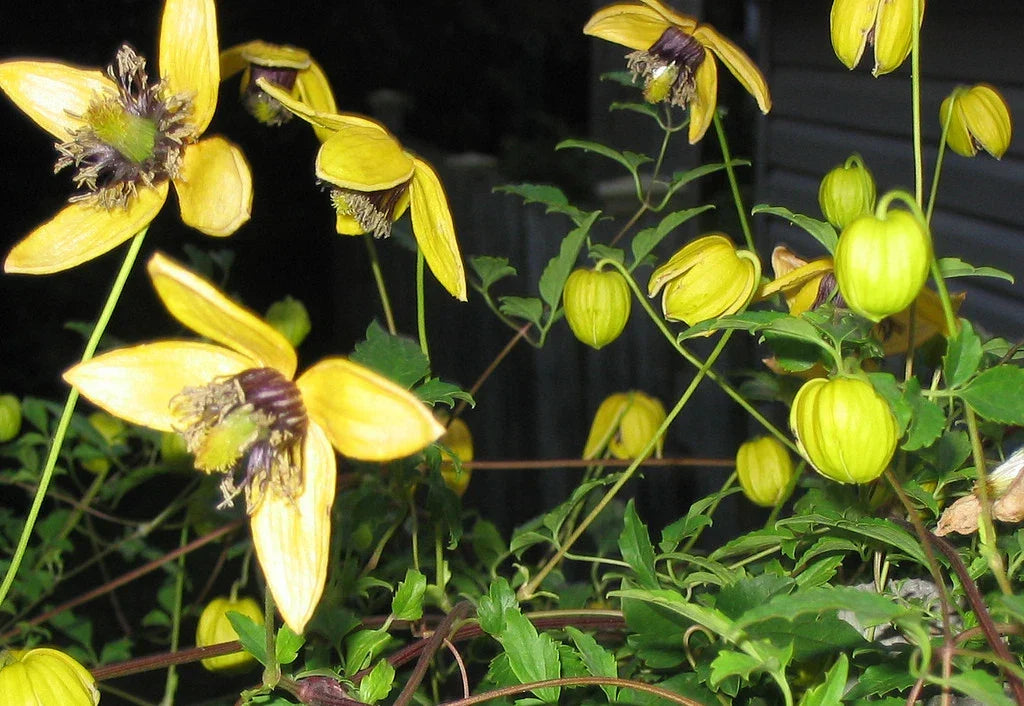 Clematis Seeds - Aztek Yellow Perennial Vine 15 Pack - Bright Yellow Flowers, Climbing Plant, Garden Trellis, Fence, Landscape