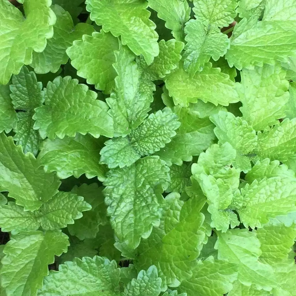 Lemon Balm Seeds 500+ | Perennial Herb for Culinary & Insect Repellent | Melissa officinalis | Non-GMO, USA Free Shipping