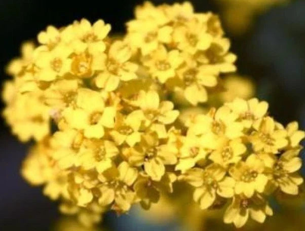 Alyssum Basket of Gold Seeds - 50 Fresh Flower Seeds - Bright Yellow Lobularia maritima for Gardens, Containers & Borders