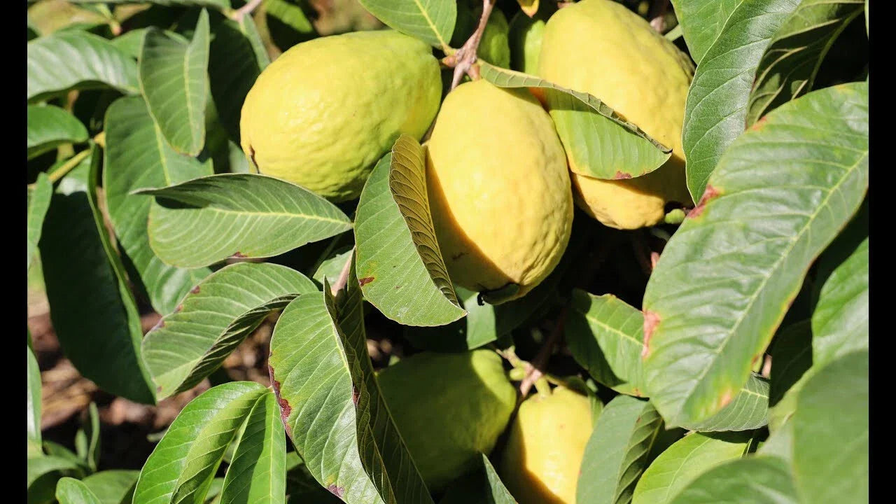 Beaumont Guava Seeds Pack of 50+ for Garden Planting Psidium guajava Tropical Fruit Bush
