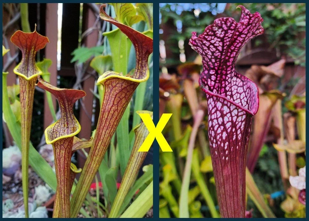 Sarracenia Seeds - Wasp Hybrid (Flava x Alata x Leucophylla Neon Pink) - Carnivorous Pitcher Plant Seeds for Collectors