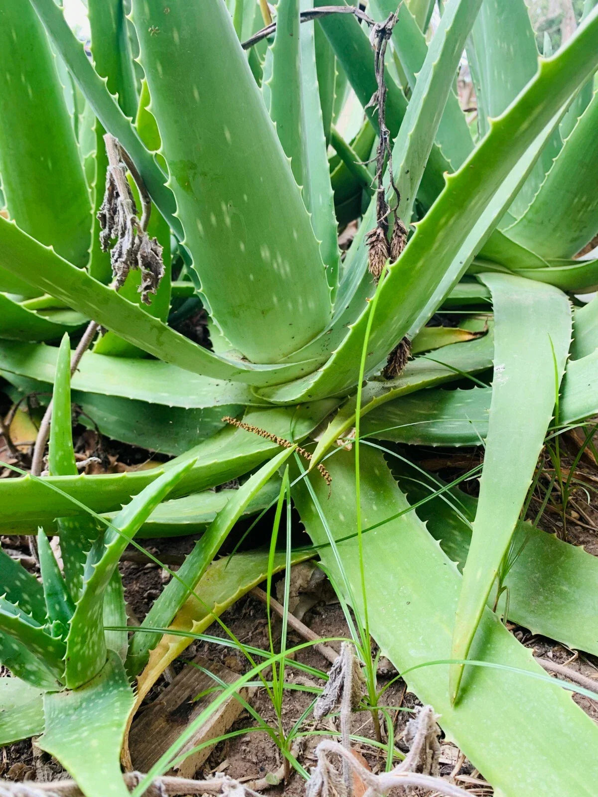 Aloe Vera Plant 14-18 Inch Organic Medicinal Succulent Aloe barbadensis Miller for Indoor & Outdoor Use