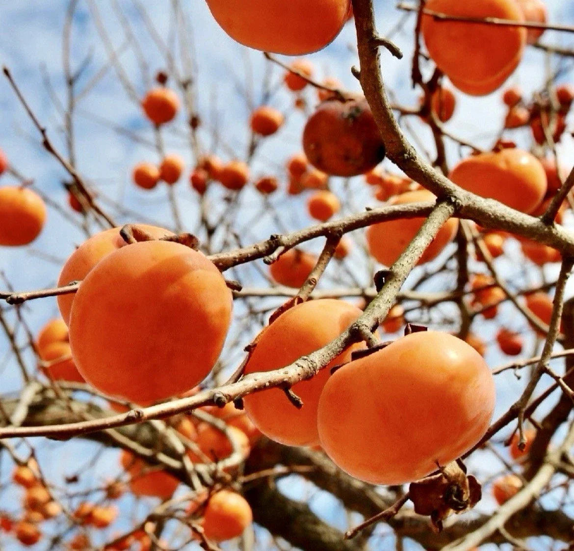 Persimmon Tree Cuttings for Rooting and Grafting | Diospyros kaki | Hardy Fruit Tree Propagation