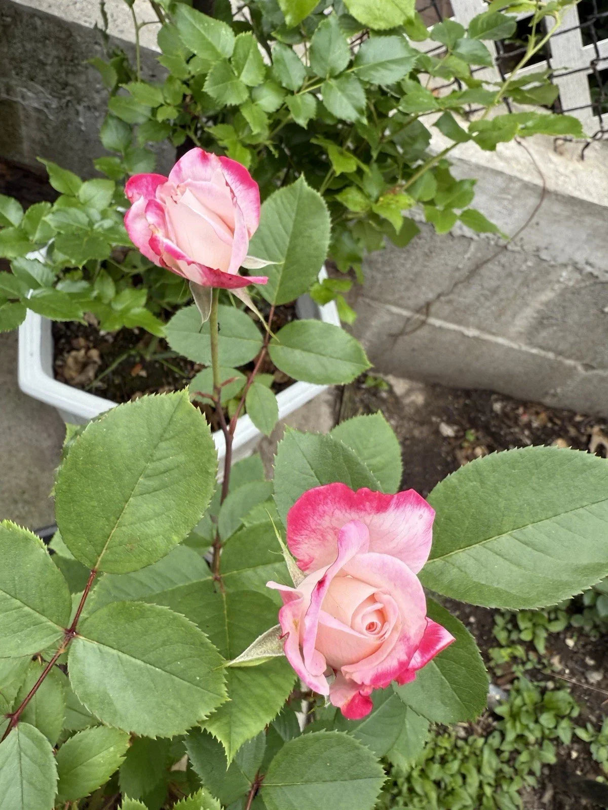 Candy Cane Cocktail™ Shrub Rose - Live Plant 1 QT - Colorful Blooming Garden Rose Rosa 'Candy Cane Cocktail'