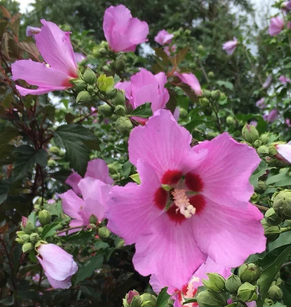 Rose of Sharon Live Bareroot Tree 4-8" Purple Hibiscus syriacus Organic Garden Landscape Plant